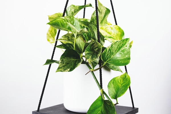 AC米兰圣西罗球场宏伟全景，绿茵场与看台全景展示